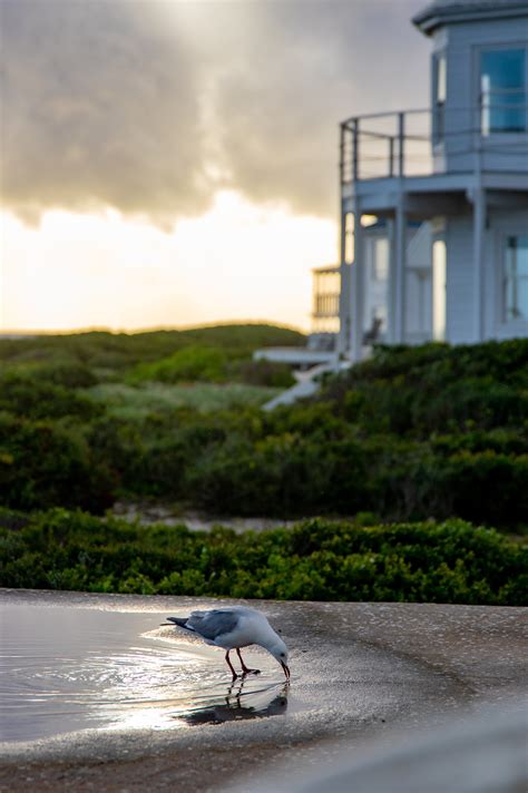 Bird Drinking Photos, Download The BEST Free Bird Drinking Stock Photos ...