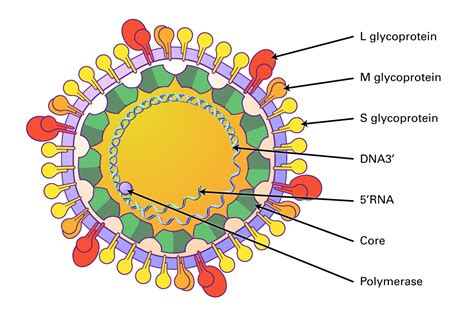 Hepatitis A Virus