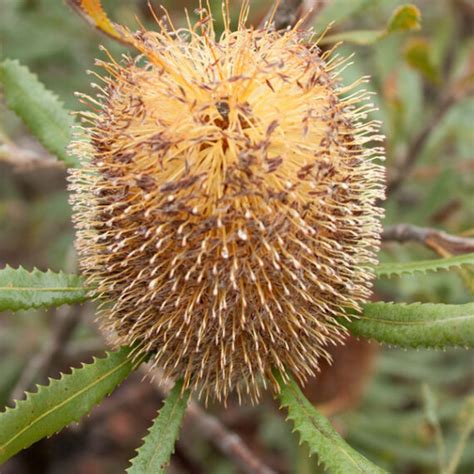 Banksia ornata - Desert Banksia Seeds x5 - Ole Lantana's Seed Store