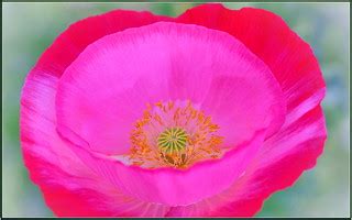 Pink & Pink | Lots of pink in this one | tdlucas5000 | Flickr