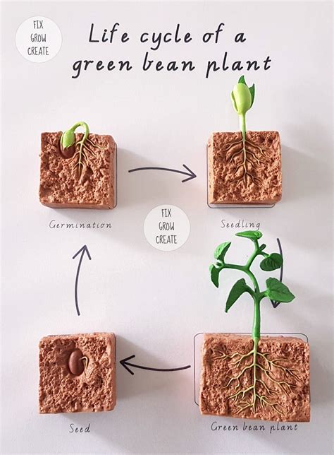 Life cycle of a lima bean plant - nginriko