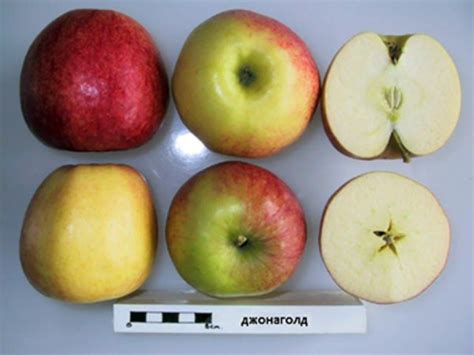 Jonagold apple tree: variety description, cultivation – Healthy Food ...