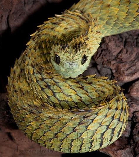 Not a dog but still a really awesome animal | Beautiful snakes, Cute ...