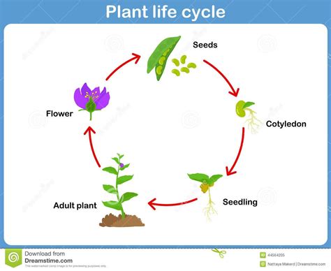 flower life cycle for kids | plant life cycle diagram for kids | Plant ...