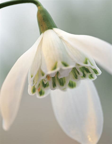 Snowdrop Varieties Worth Obsessing Over - Fine Gardening