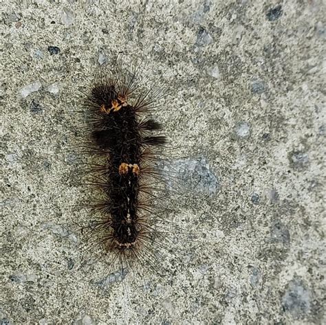 Caterpillar@Bangalore, India : r/caterpillars