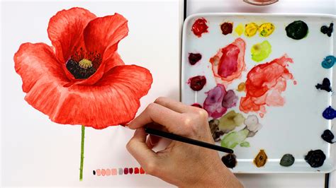 How to paint a red poppy in watercolour - Nature Studio