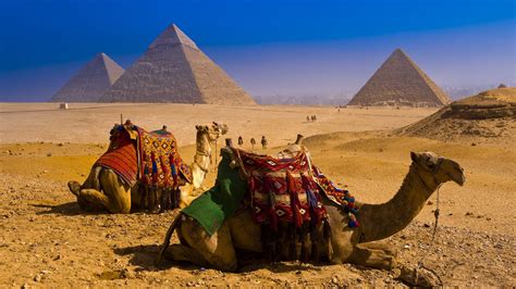 Camels Egypt Pyramids Desert HD wallpaper | animals | Wallpaper Better