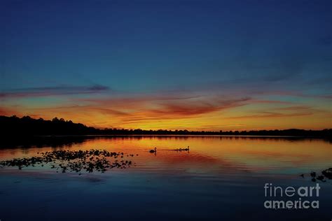 Swans Swimming to Roost at Sunset Photograph by David Arment - Fine Art America