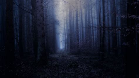 134 Background Hutan Malam Hd For FREE - MyWeb