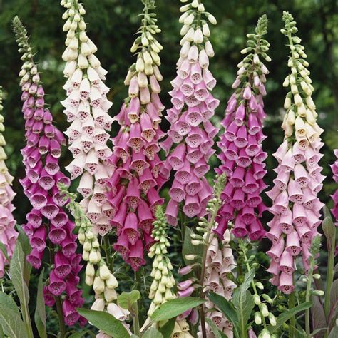 Foxglove Seeds - Digitalis Purpurea Gloxiniaeflora Flower Seed