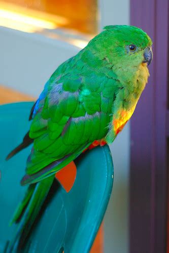 Fat female juvenile Australian king parrot. | Robert Hutton | Flickr