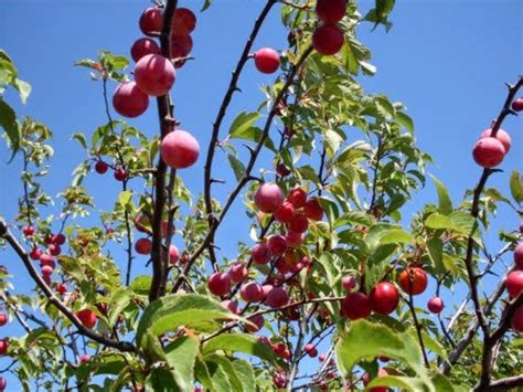 How to Make and Can Wild Plum Jam With Photo Guide | Delishably