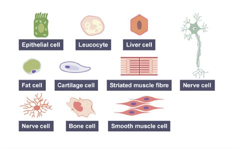 IGCSE Biology 2017: 2.5B: Explain the Importance of Cell Differentiation in the Development of ...