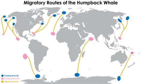 Map Where Whales Are Found In The World