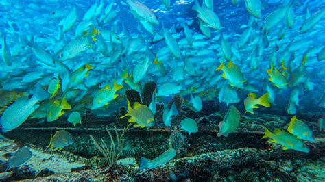 Blue Yellow Fishes Ocean Underwater Swimming Seaweed Coral Reef 4K HD ...