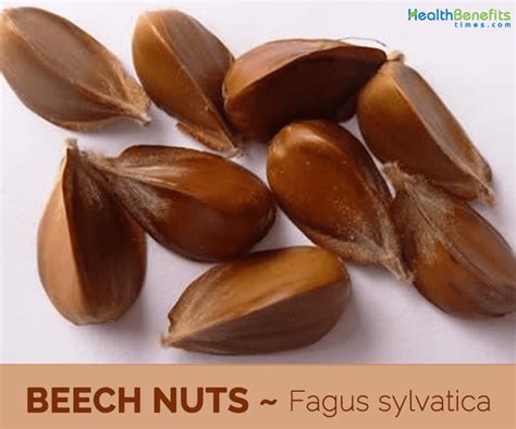 Beech Nut facts and health benefits