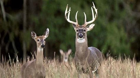 Missouri Deer Season 2024 Dates - Patsy Bellanca