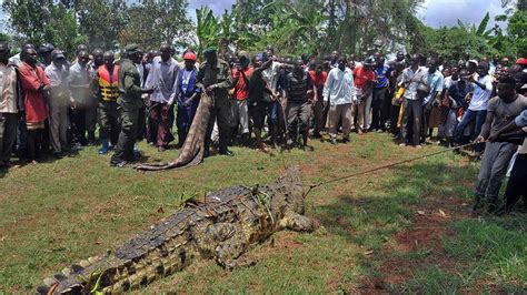 Giant Man-Eating Crocodile Captured In Uganda | World News | Sky News