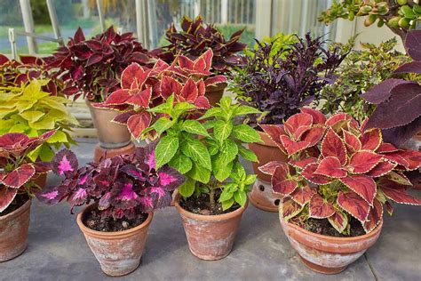 How to Grow Coleus in Containers | Gardener’s Path