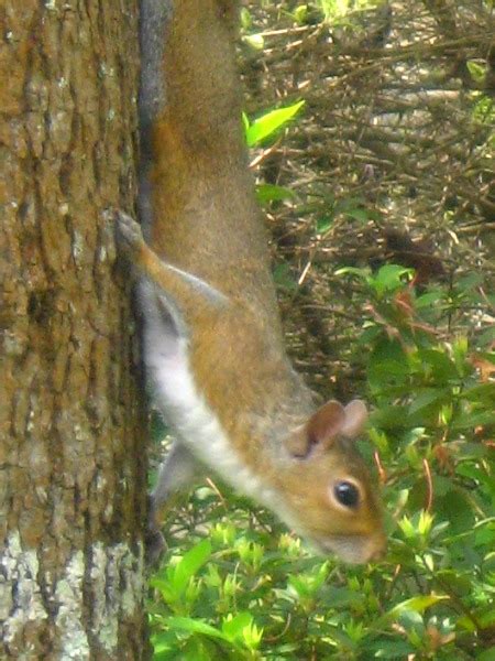 Baby-Squirrel-Care-005