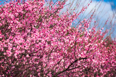 Plum Blossom Symbolism and Bloom Time