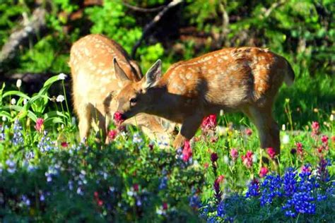 Mount Rainier National Park Wildlife | Visit Rainier