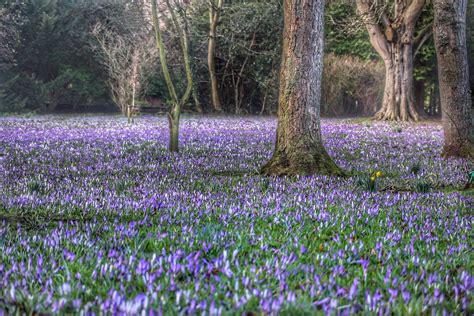 Wallpaper : crocuses, carpet, trees, outdoor, flowers, petals, purple, daffodils, yellow ...