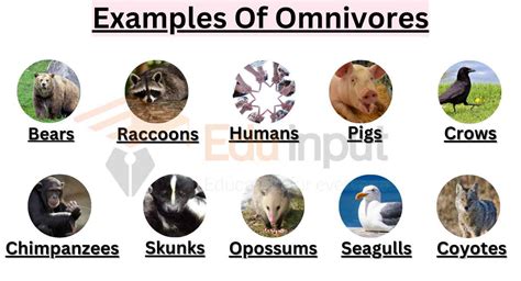 10 Examples Of Omnivores or All-Eaters