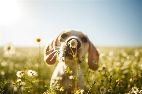 The Buzz on Pollen Allergies in Dogs - Volunteer Veterinary Hospital ...