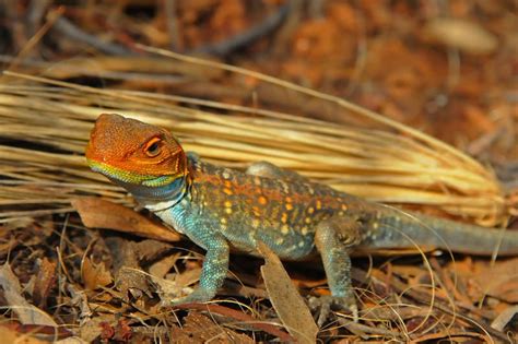 Reptiles of Australian Outback