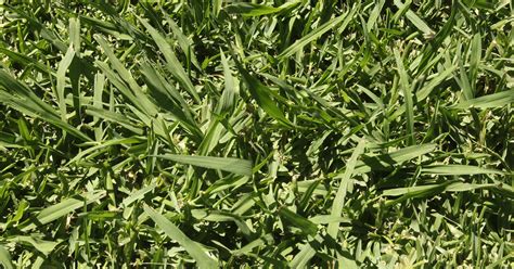 Paspalum Grass - A Complete Guide to the Pesty Weed