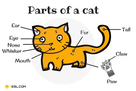 Animal Anatomy: Animal Body Parts in English with Pictures • 7ESL ...