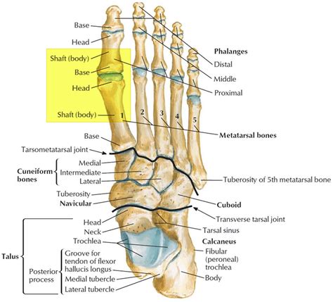 Anatomy Of Great Toe