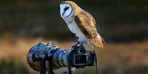 Top 10 Best Lenses for Bird Photography of 2022 • The Adventure Junkies