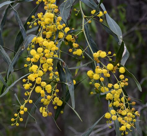 Western Australian Golden Wattle • ReWild Perth