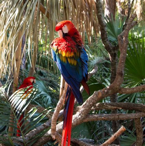 Count Macaw | Macaw, Nature animals, Tropical animals