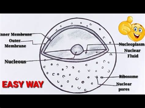 How to draw nucleus | how to draw nucleus step by step | how to draw diagram of nucleous - YouTube