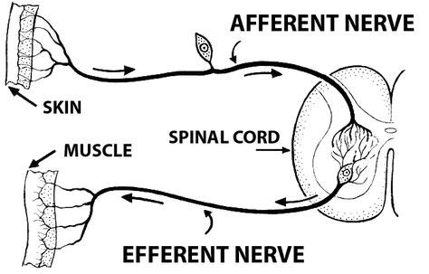 Difference between Afferent and Efferent | Ap psych, Ap psychology, Neurons