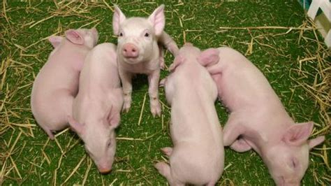 Genetically modified pig for allergy-free medical and food products ...