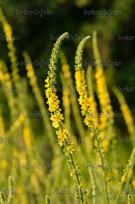 Images Common Agrimony - Images of Plants and Gardens - botanikfoto