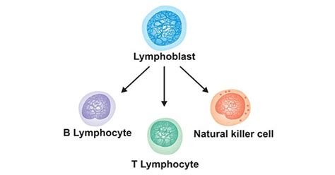 Get an Overview of Lymphocytes Cytokines- CUSABIO