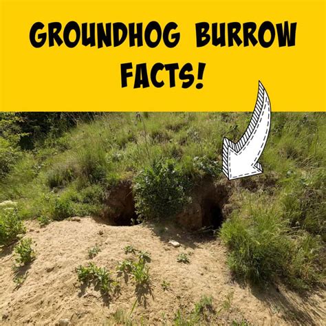 Groundhog Burrows: Everything You Ever Wanted to Know! - Squirrels at ...