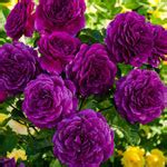 Ebb Tide Rose - Royal Purple Floribunda Rose | Breck's