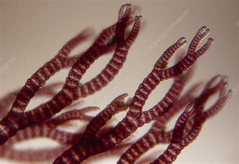 Ceramium marine Red Algae - Stock Image - C012/6776 - Science Photo Library