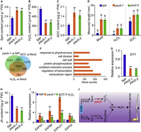 Probable crosstalk between PA catabolism and ethylene synthesis in... | Download Scientific Diagram