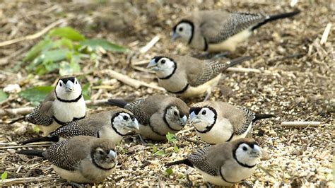 Owl Finch - The Finches of Serenity | Serenity Aquarium & Aviary Services