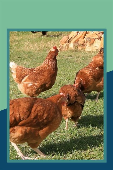 Red Star Chicken Breed Guide: All You Need To Know [Video] [Video ...