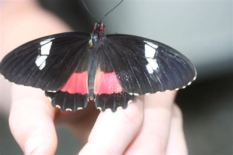 Heliconius melpomene by 914four on DeviantArt