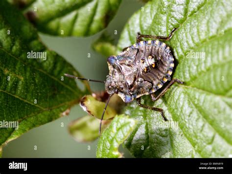 Forest Shieldbug, Final Instar of Pentatoma rufipes, Pentatomidae, Hemiptera. Last nymph stage ...